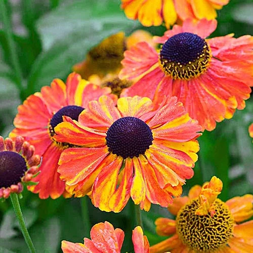 Helenium Sahins Earlz Flowerer